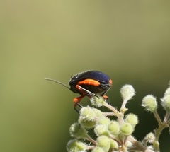 Lampromicra aerea