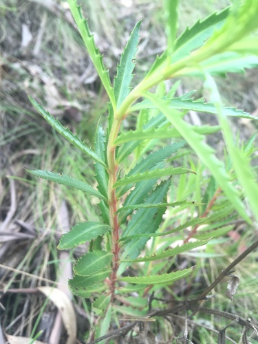 Haloragis exalata (Haloragis exalata)
