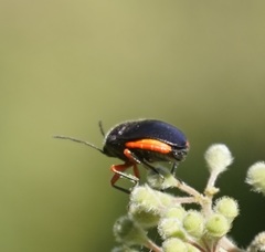 Lampromicra aerea