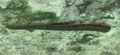 Hirudo verbana