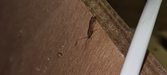 Annulipalpia