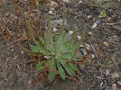 Plantago myosuros