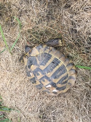 Testudo hermanni