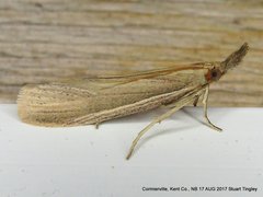 Peoria gematella