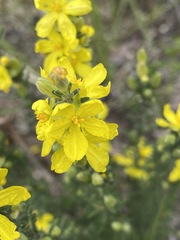 Hibbertia virgata