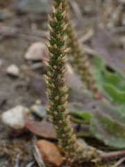 Plantago myosuros