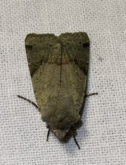 Agrochola meridionalis