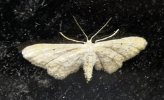 Idaea longaria