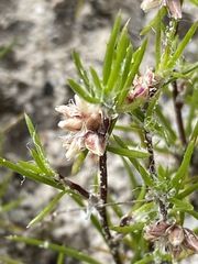 Laxmannia orientalis