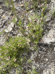 Laxmannia orientalis