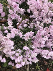 Magnoliopsida