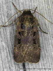 Pseudohermonassa tenuicula