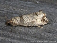 Notocelia culminana