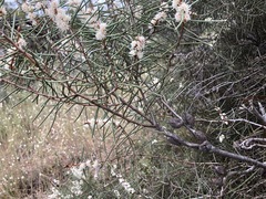 Hakea mitchellii