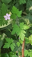 Geranium robertianum