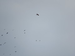 Accipiter nisus