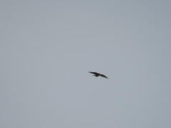 Accipiter nisus