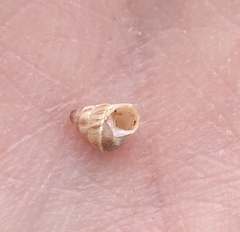 Cochlicella