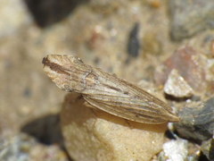 Eupelix cuspidata