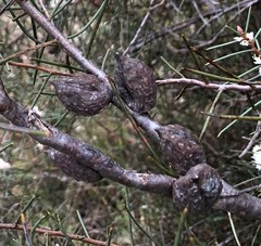 Hakea mitchellii