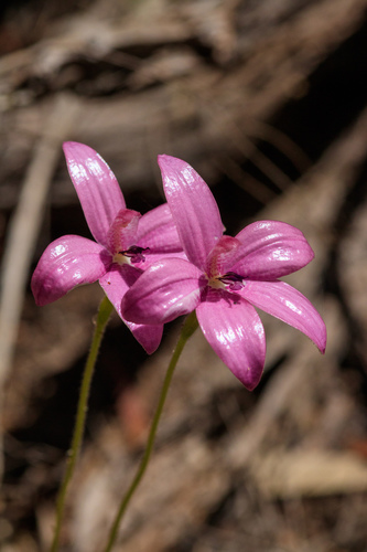 Caladenia emarginata (Lindl.) Rchb.f.