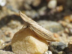 Eupelix cuspidata