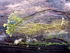 Physarum polycephalum