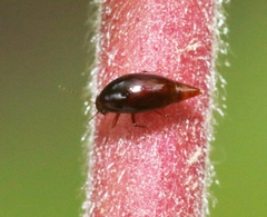 Scaphidiinae