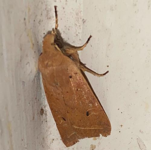 Yellow-line Quaker, Velp, Netherlands, photo 7 of 10