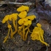 Cantharellus minor - Photo (c) Fluff Berger, μερικά δικαιώματα διατηρούνται (CC BY-SA), uploaded by Fluff Berger