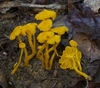 Small Chanterelle - Photo (c) Fluff Berger, some rights reserved (CC BY-SA), uploaded by Fluff Berger