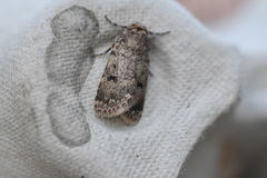 Caradrina syriaca