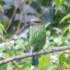 Psilopogon faiostrictus