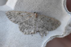 Dicrognophos sartata