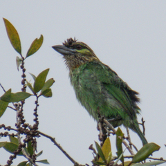 Psilopogon faiostrictus