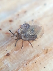 Acalypta