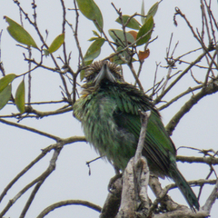 Psilopogon faiostrictus
