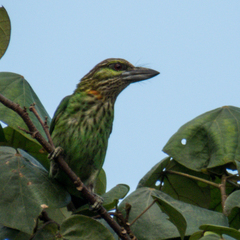 Psilopogon faiostrictus