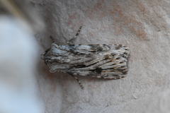 Agrotis sabine