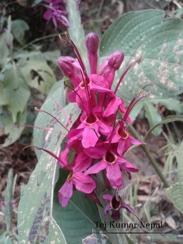 Eranthemum erythrochilum