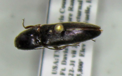 Elaterinae