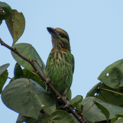 Psilopogon faiostrictus
