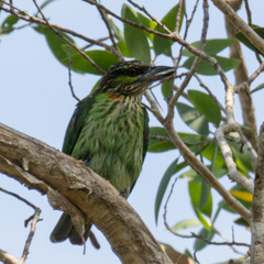 Psilopogon faiostrictus