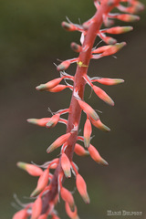 Gasteria bicolor