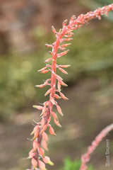 Gasteria bicolor