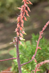 Gasteria bicolor