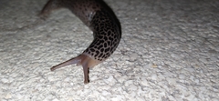 Limax