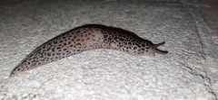 Limax