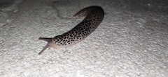 Limax
