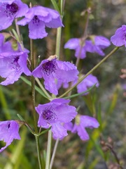 Prostanthera galbraithiae